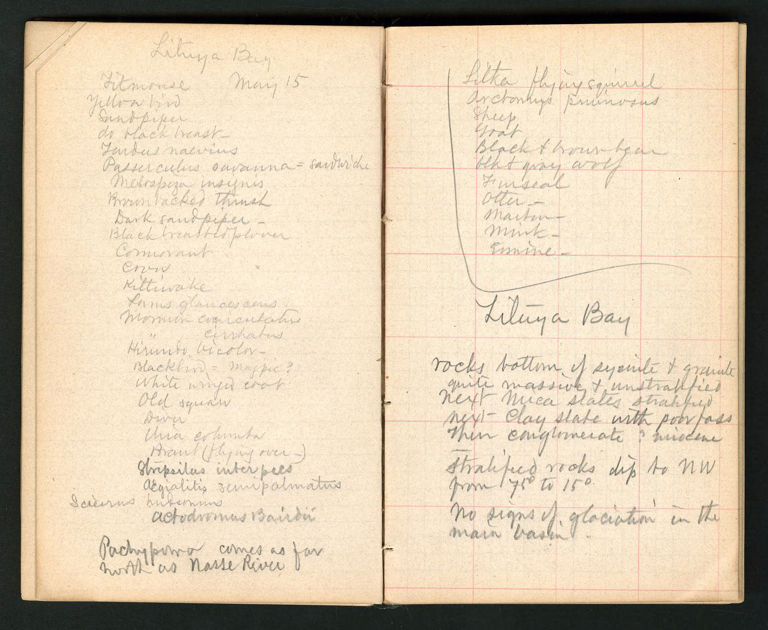 Dall’s 1874 field notes from Lituya Bay, listing the species of animals, types of rock, and glacial features he observed while there. Smithsonian Institution Archives, Courtesy of Biodiversity Heritage Library. 